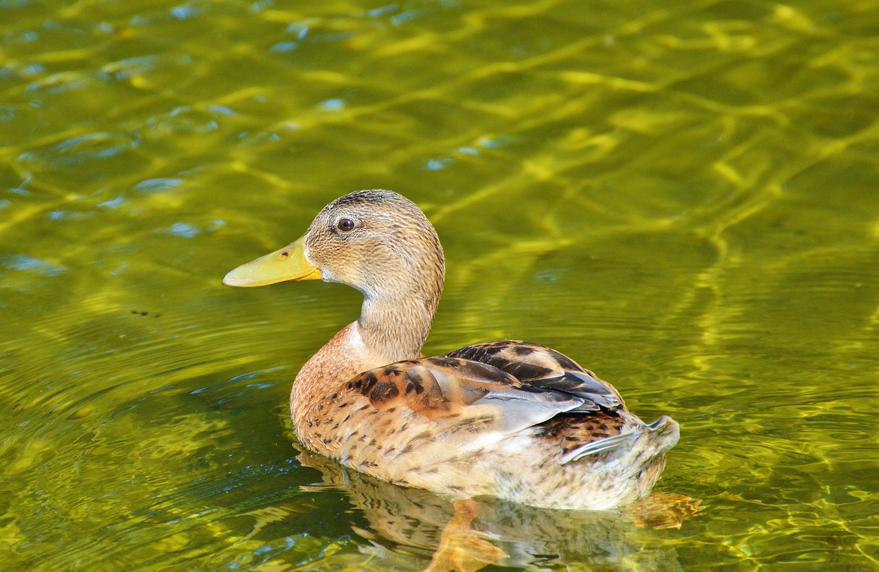 Image - ducks young duck waterfowl bird