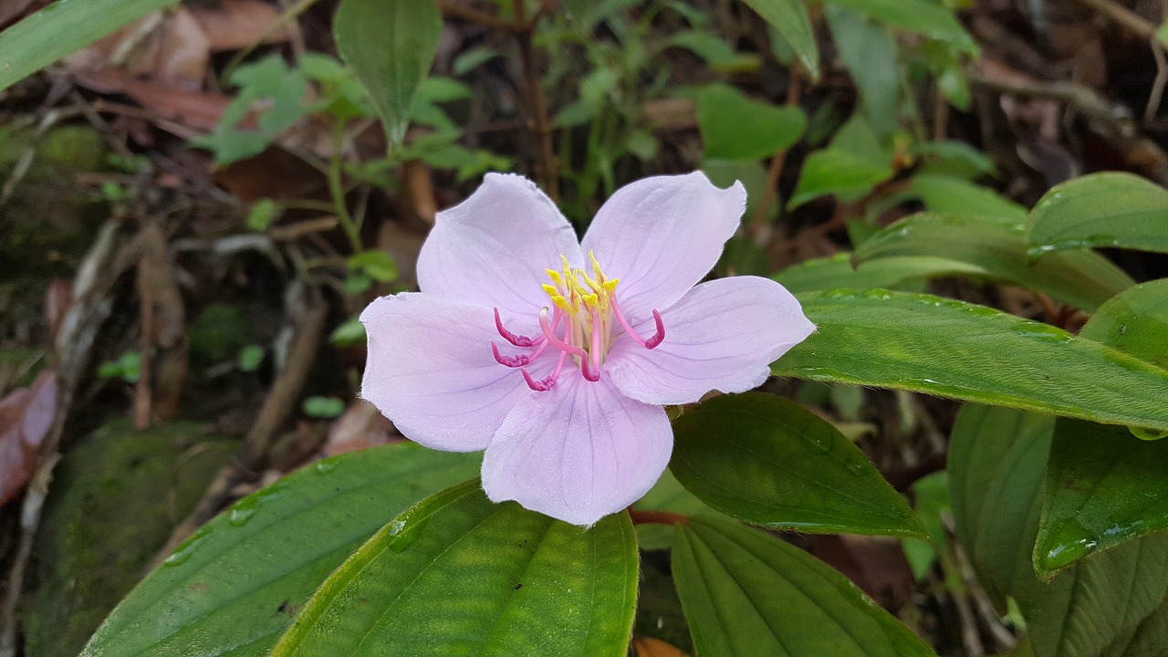 Image - pink flower taiwan native flowers