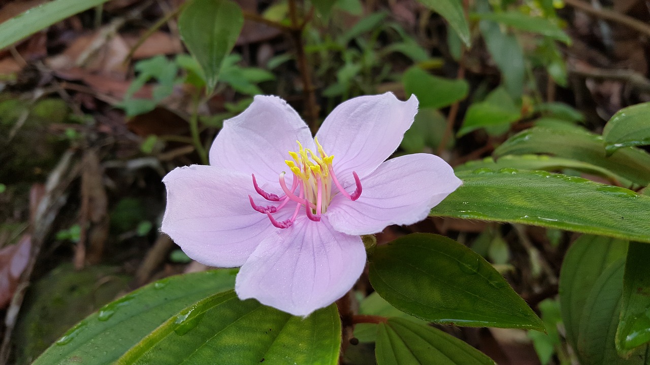 Image - pink flower taiwan native flowers