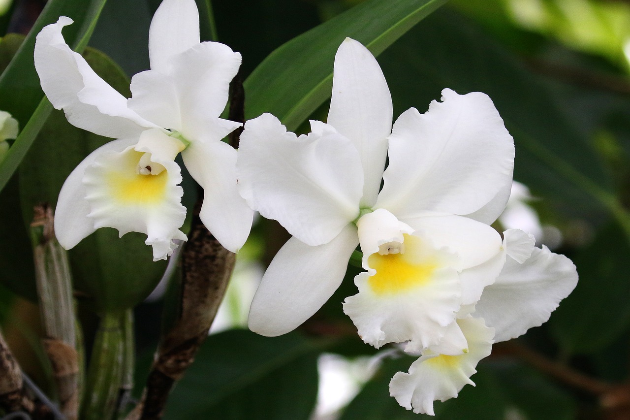 Image - orchids white flower nature plant