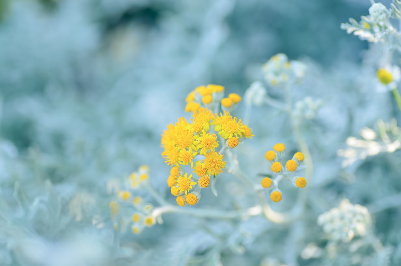 Image - natural plant silver leaf