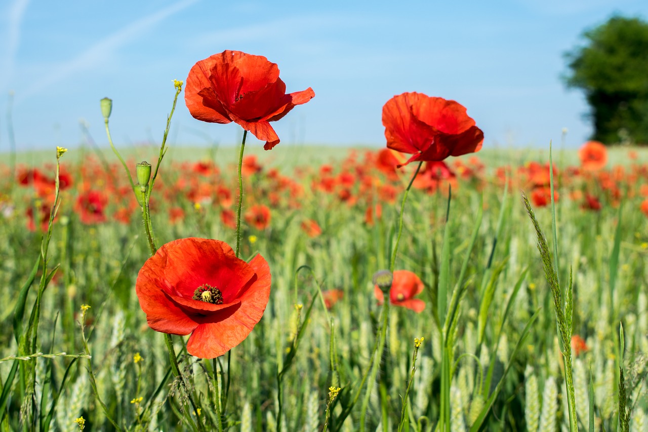 Image - field poppy cornfield summer red