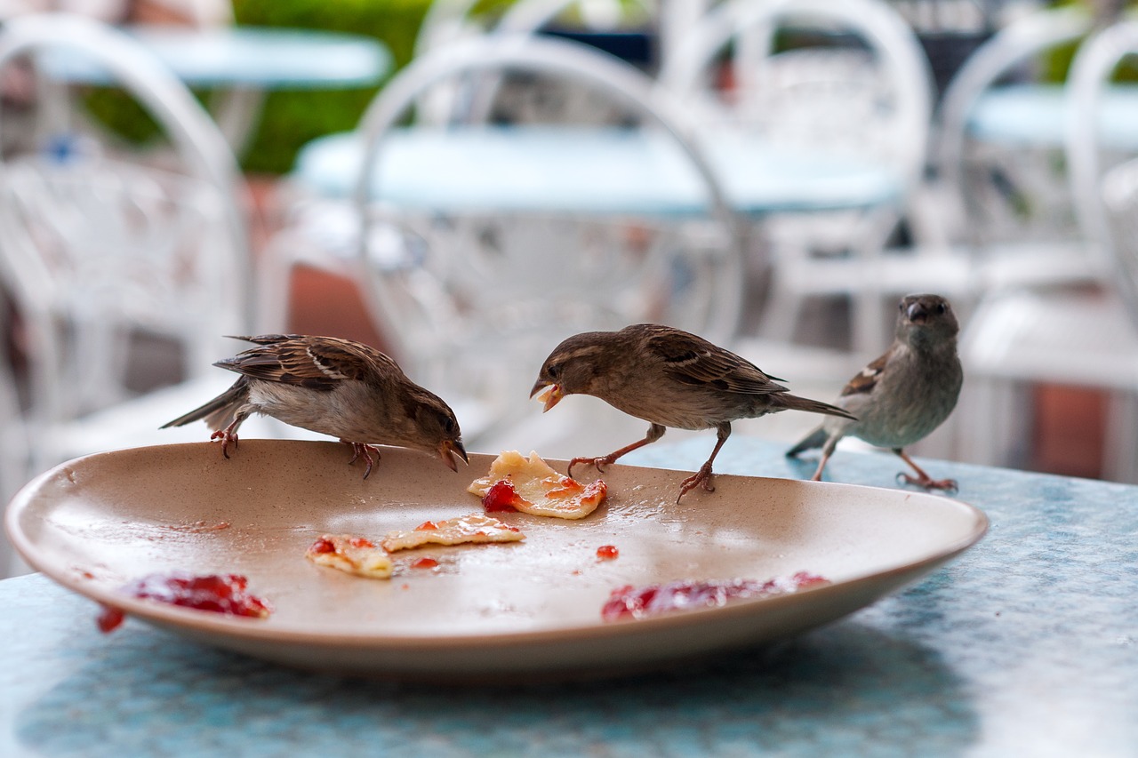 Image - bird plate restaurant remains peck