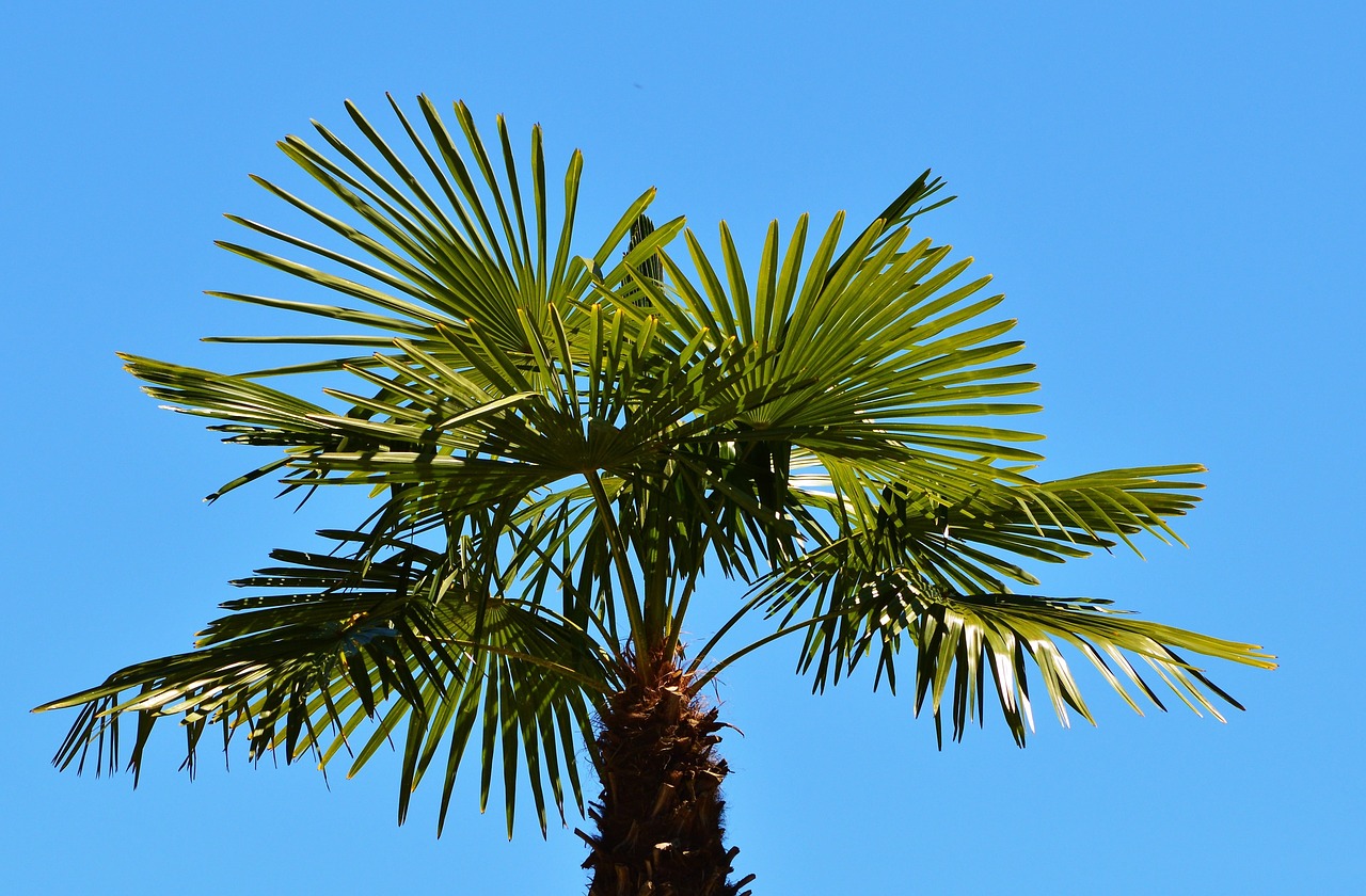 Image - palm plant fan palm palm tree sky