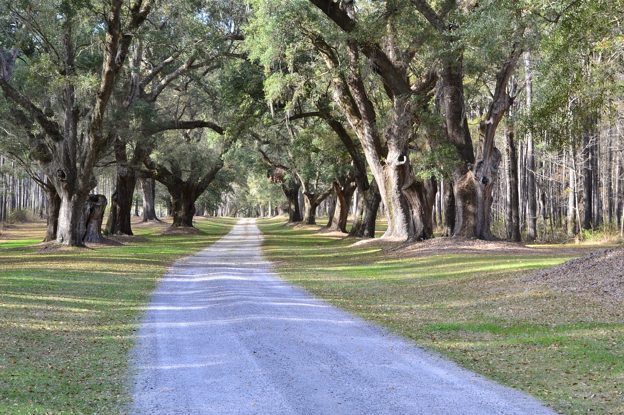 Image - oak trees plantation carolina