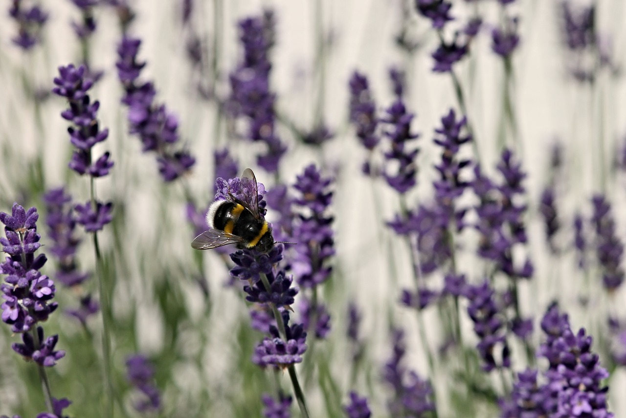 Image - lavender fictional hummel