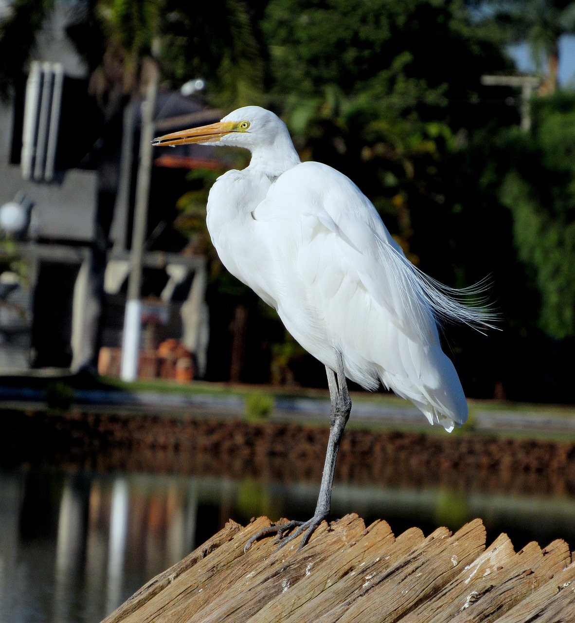 Image - heron white bird great forests