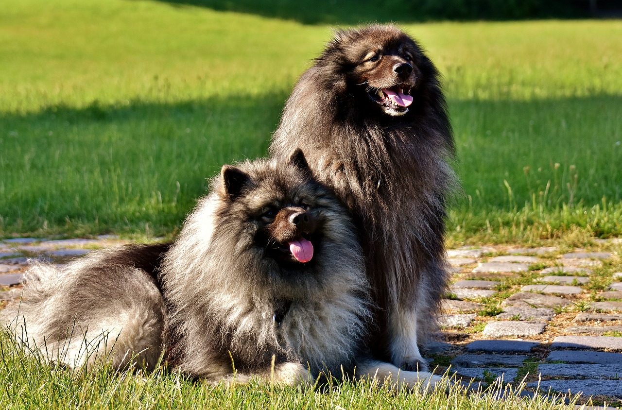 Image - keeshond dogs pointed long haired