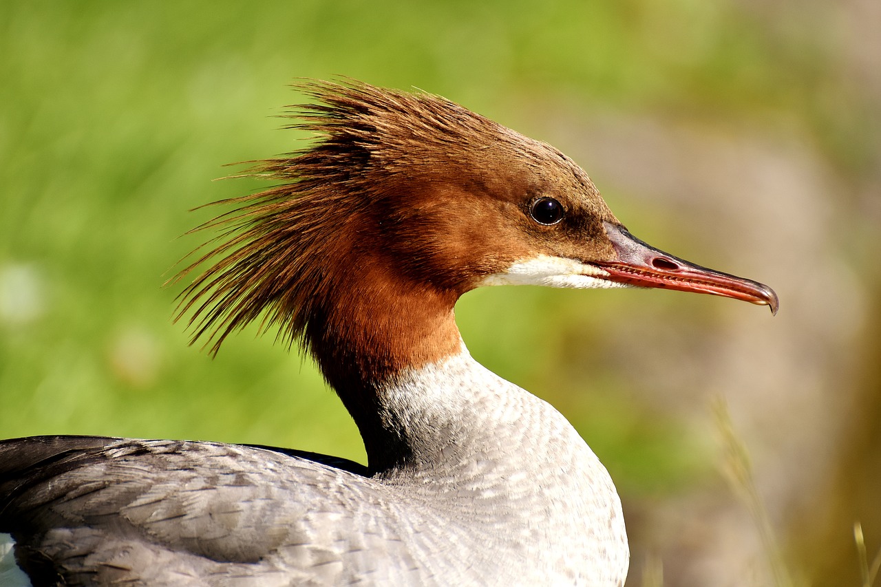 Image - merganser mergus merganser duck bird