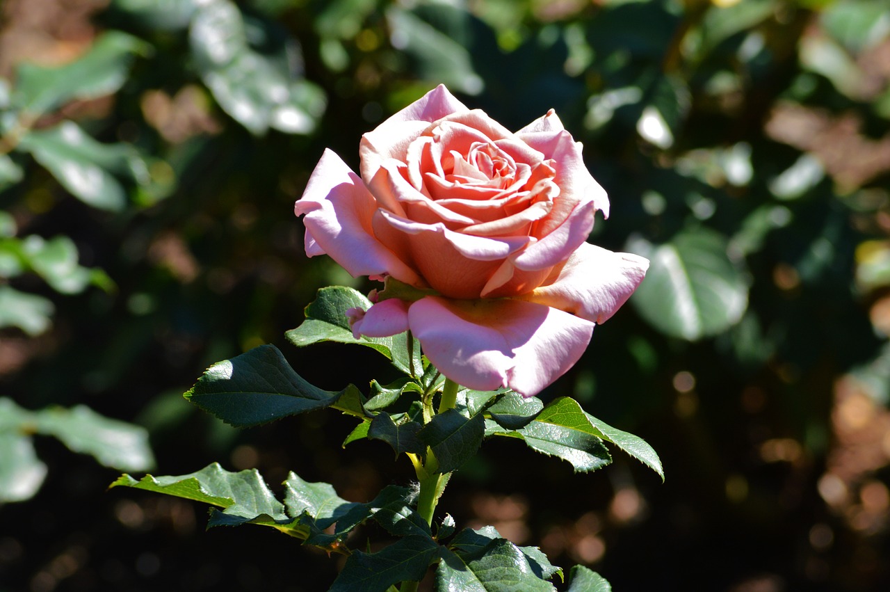 Image - rose chicago botanic gardens flowers