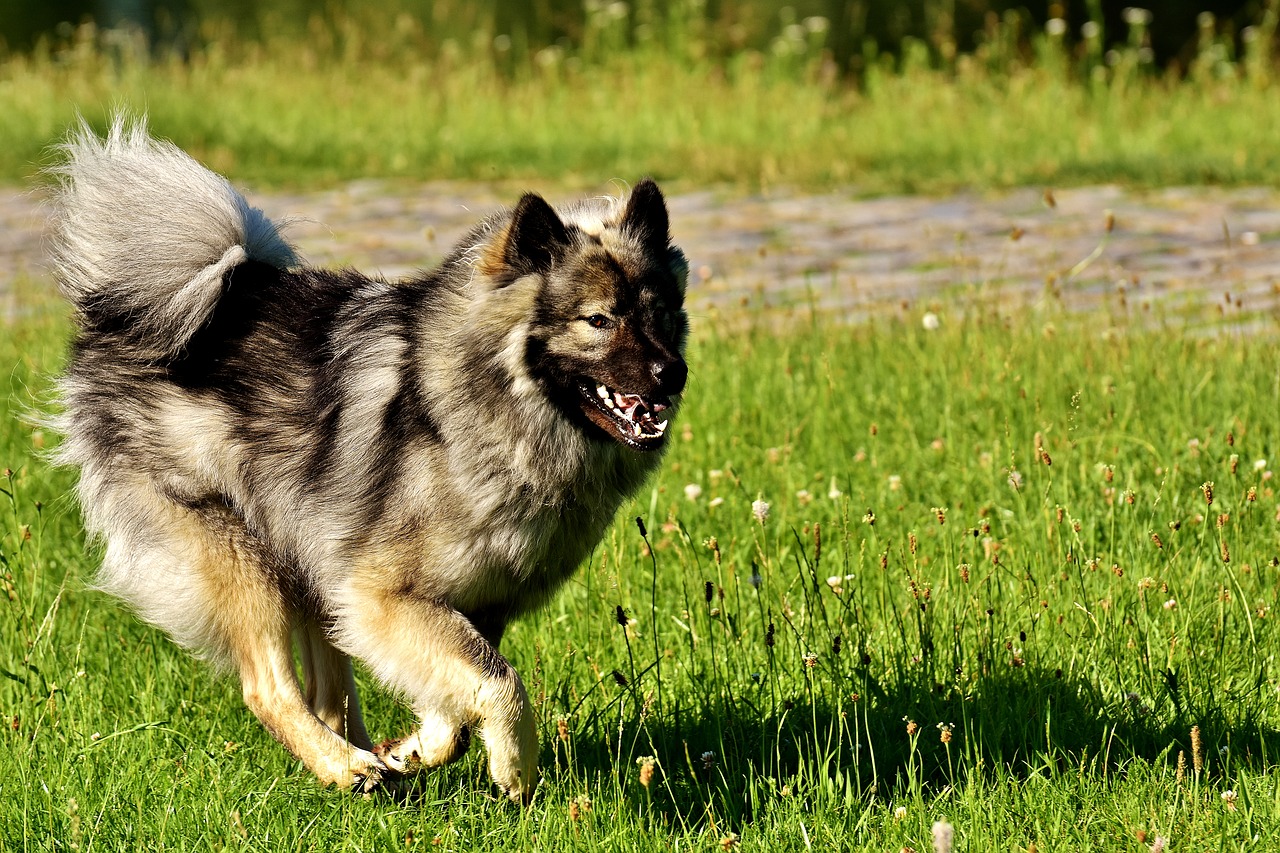 Image - eurasians dog race dog breed pet