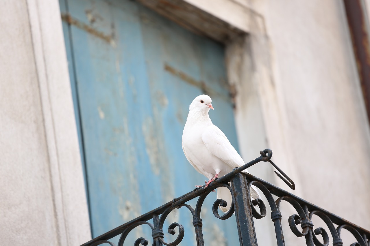 Image - colombina colombina white