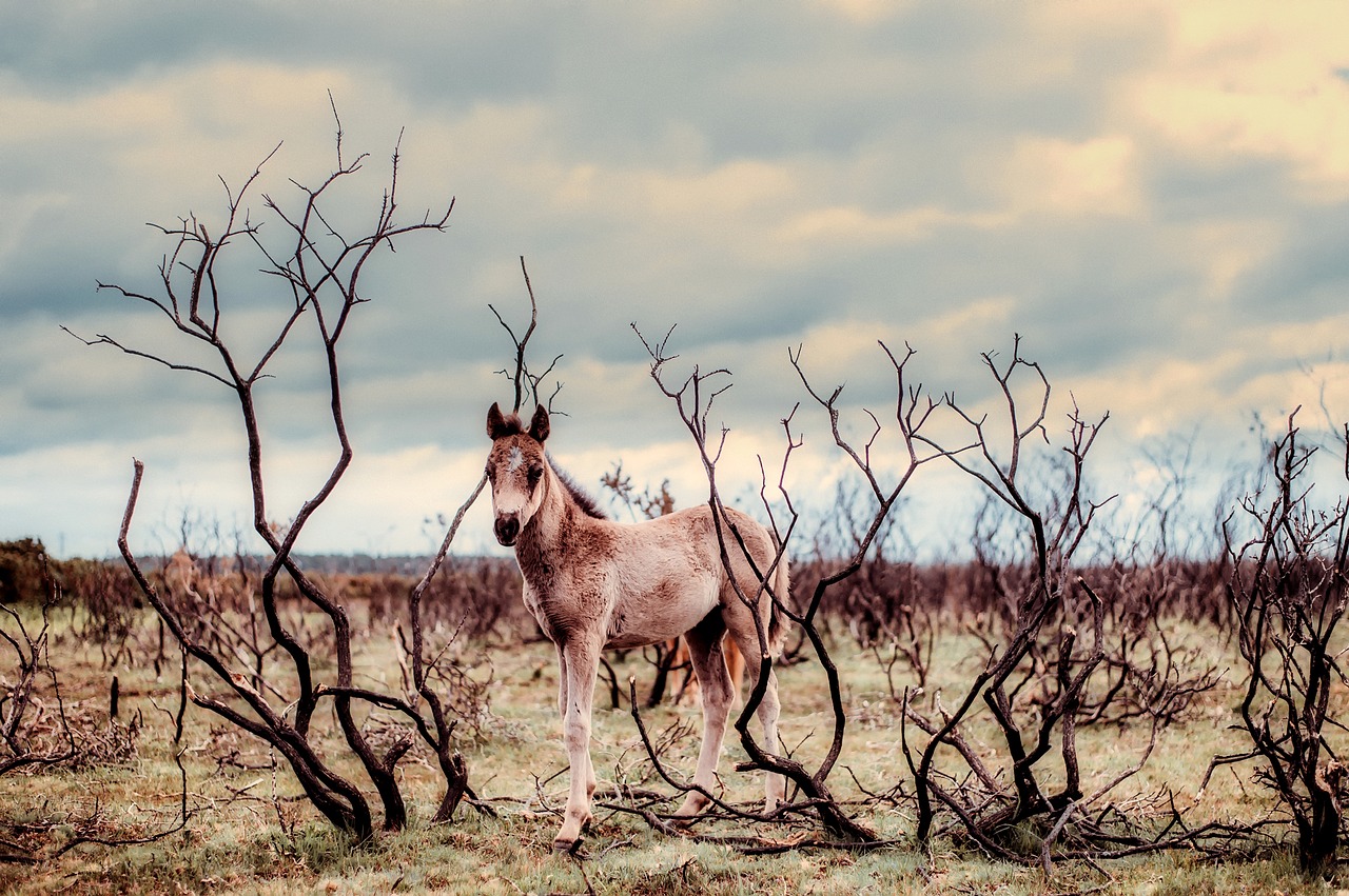 Image - horse pony wild sky clouds