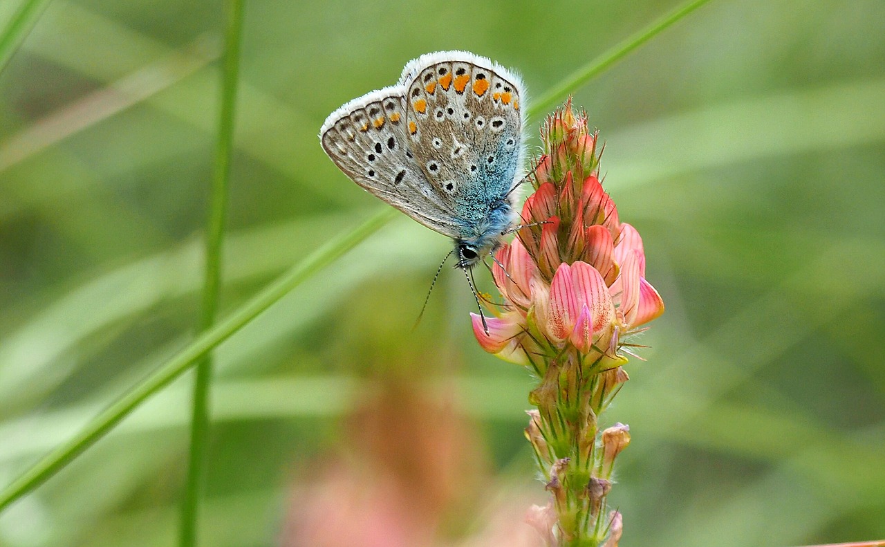 Image - nature butterfly azure macro