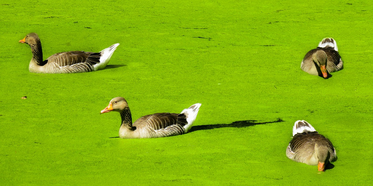 Image - animals ducks water bird nature