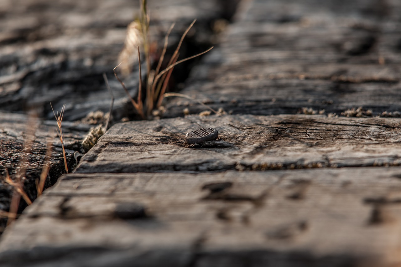 Image - wood galicia countryside morning