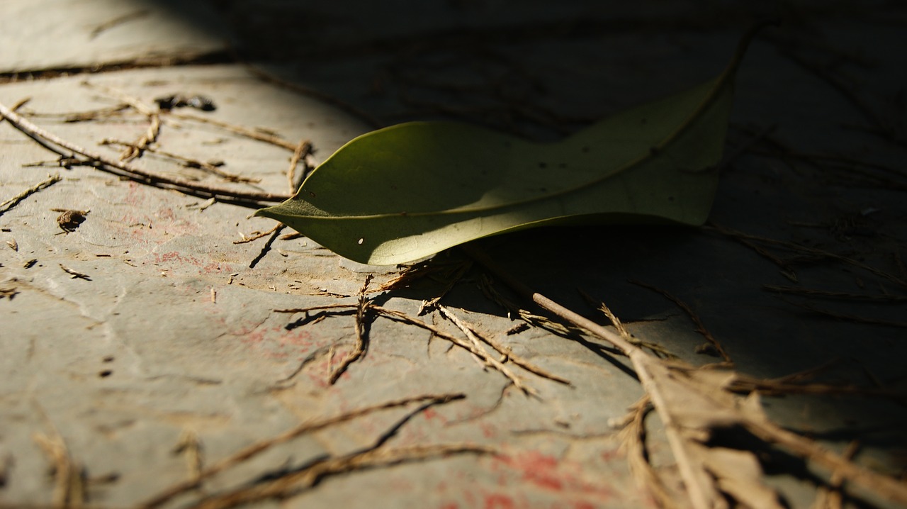 Image - the leaves autumn defoliation