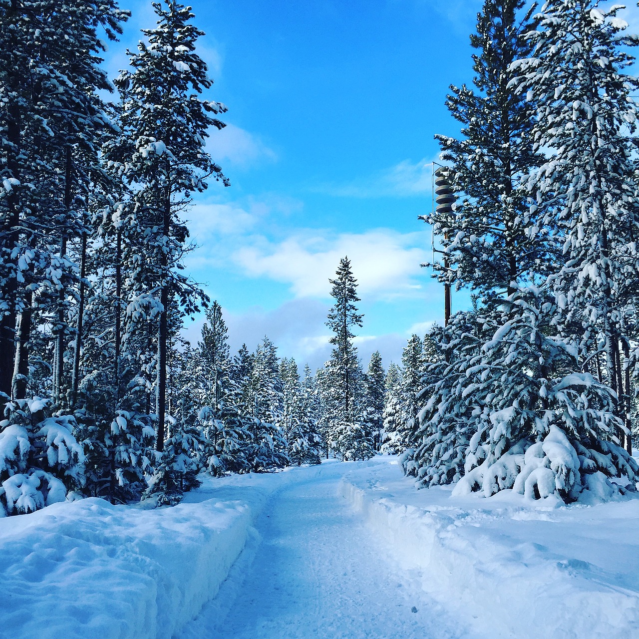 Image - winter snow trees nature cold