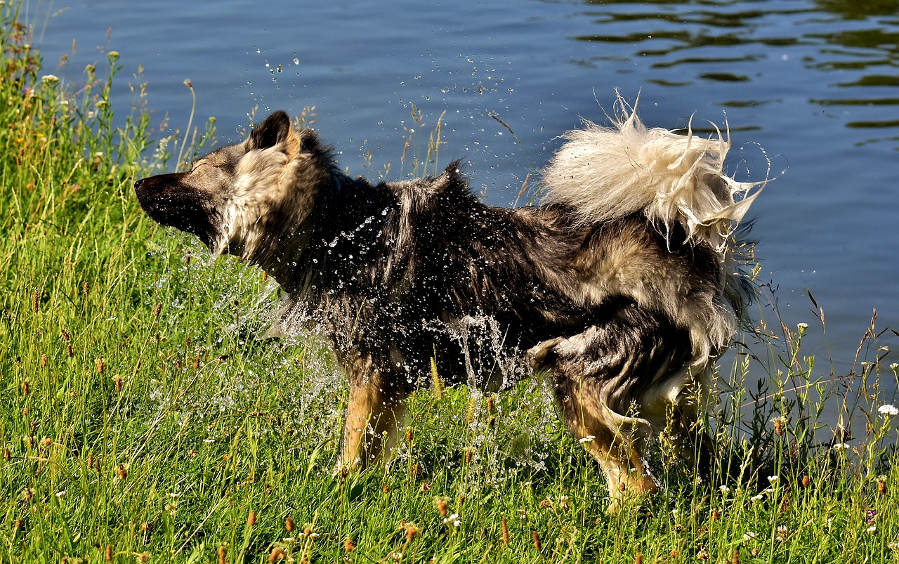 Image - eurasians wet wet fur shake out