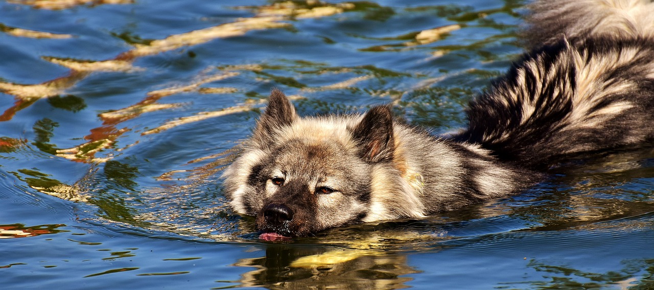 Image - eurasians swim dog race dog breed