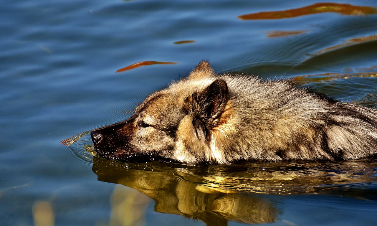 Image - eurasians swim dog race dog breed