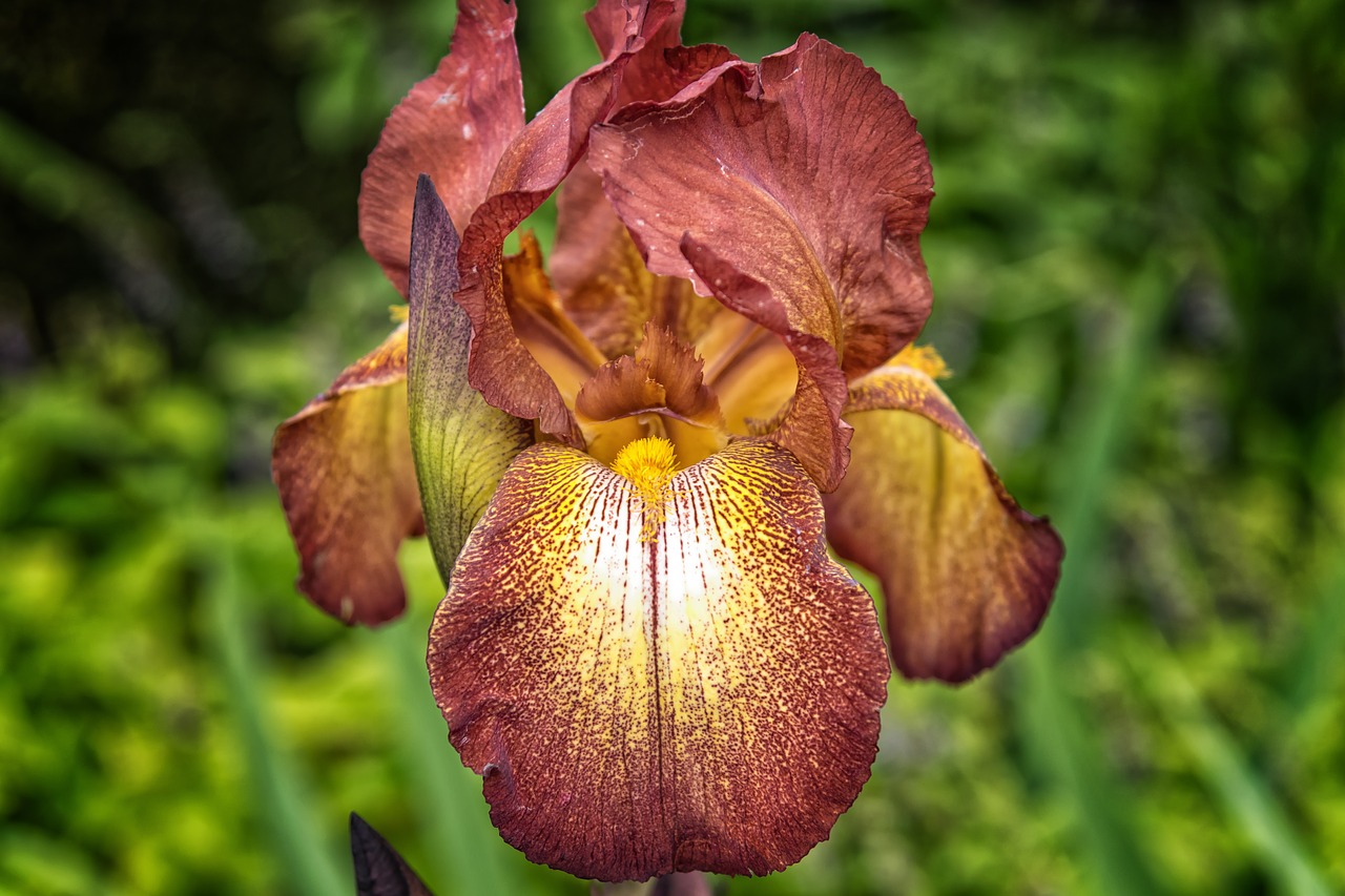 Image - flower iris plant close lily