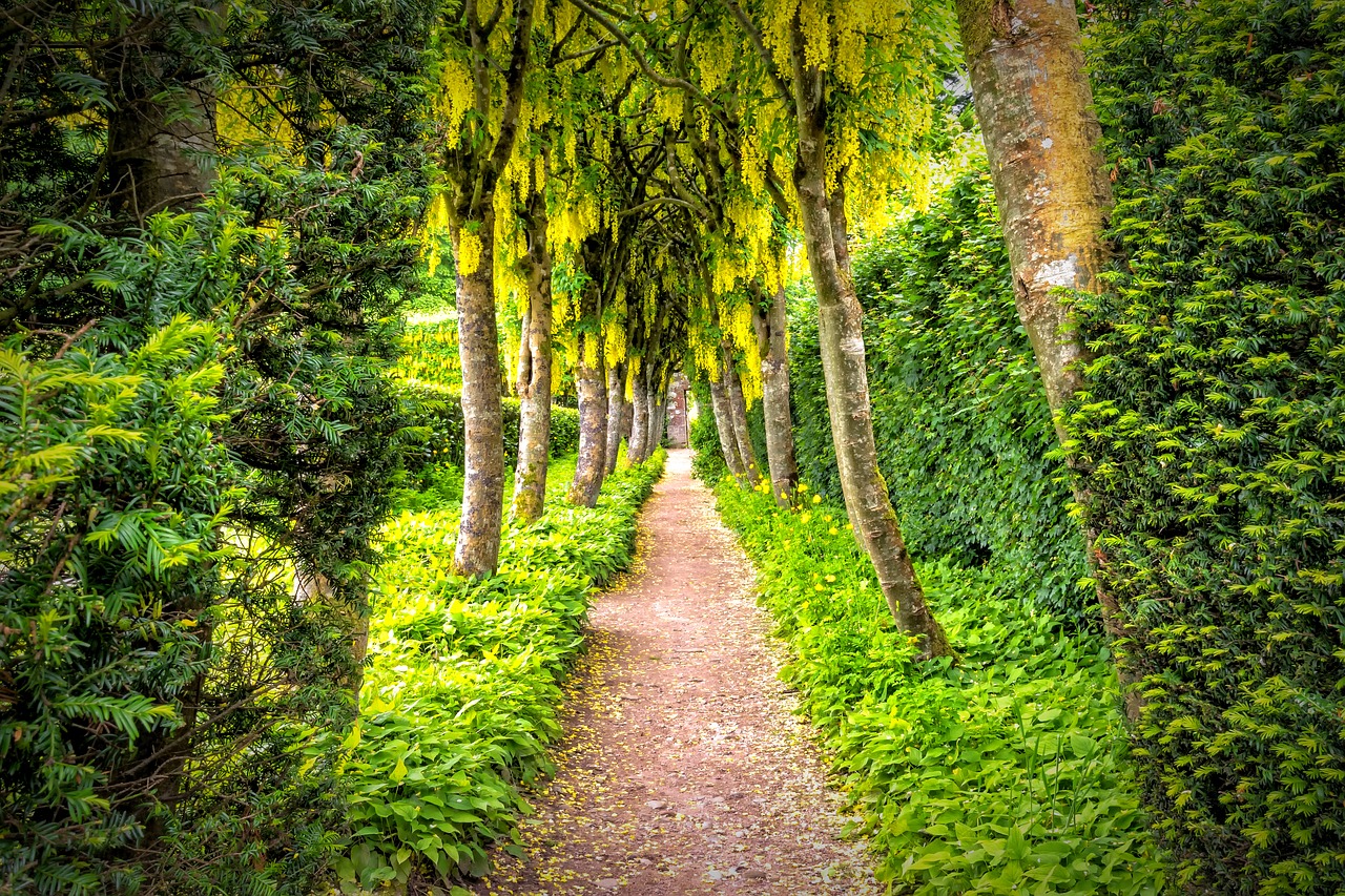 Image - garden away laburnum gold rush