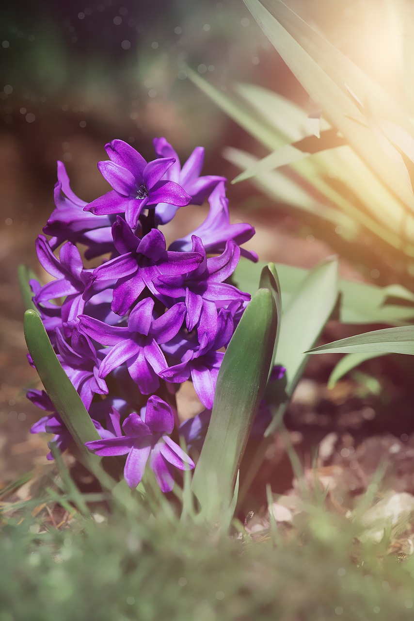 Image - hyacinth purple violet