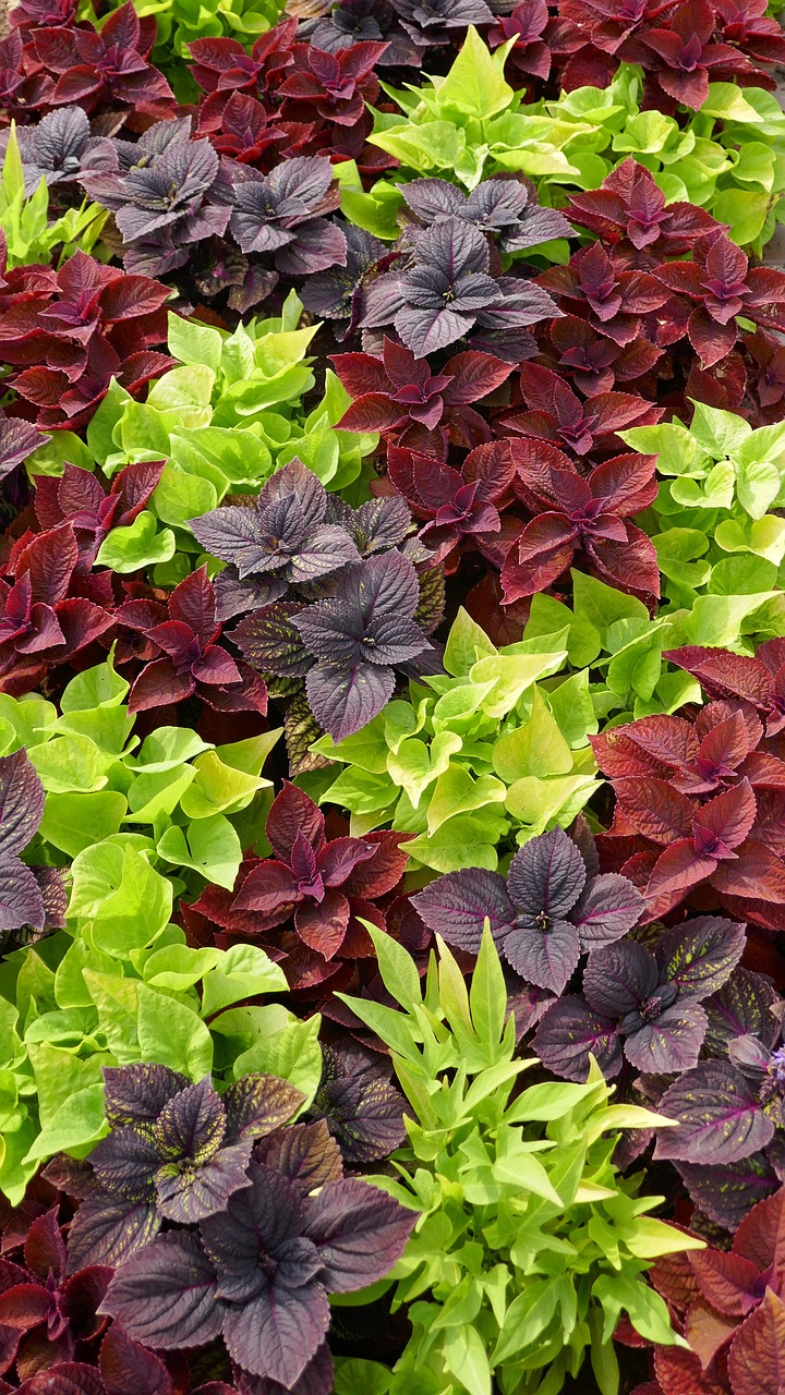 Image - discounts ground cover