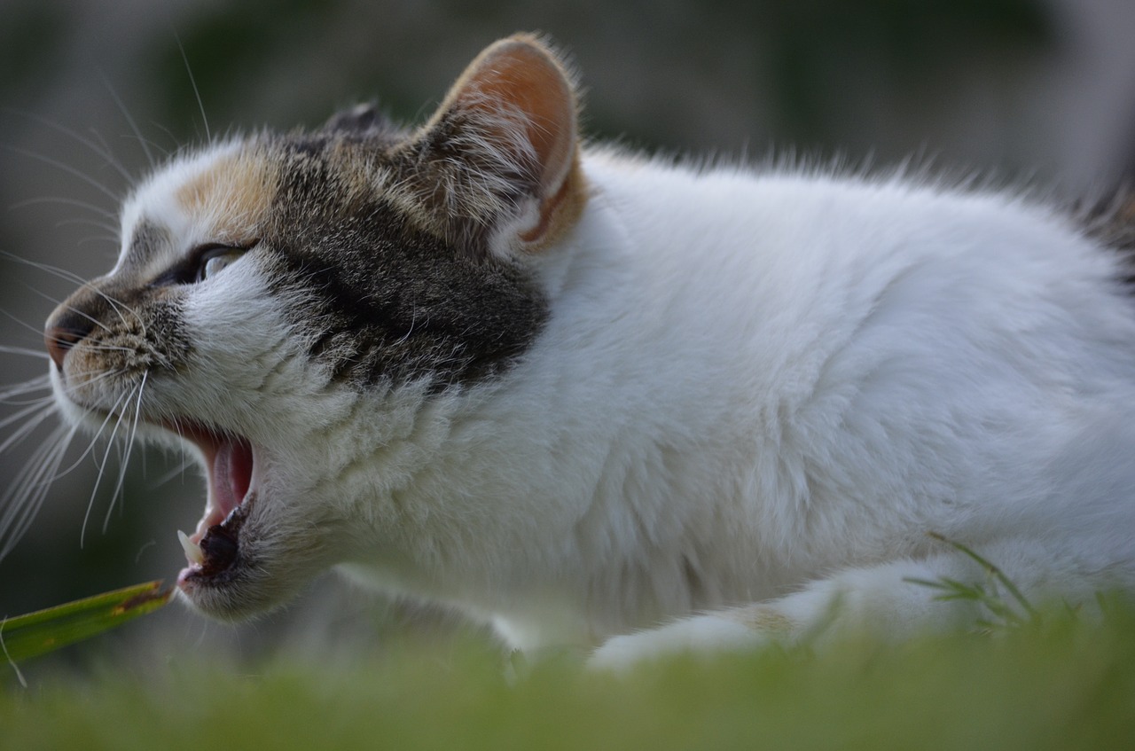 Image - open maul cat domestic cat hilde