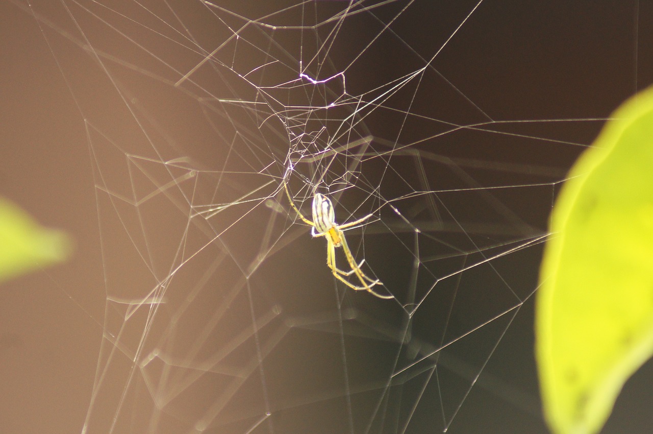 Image - nature fauna flora insects armenia