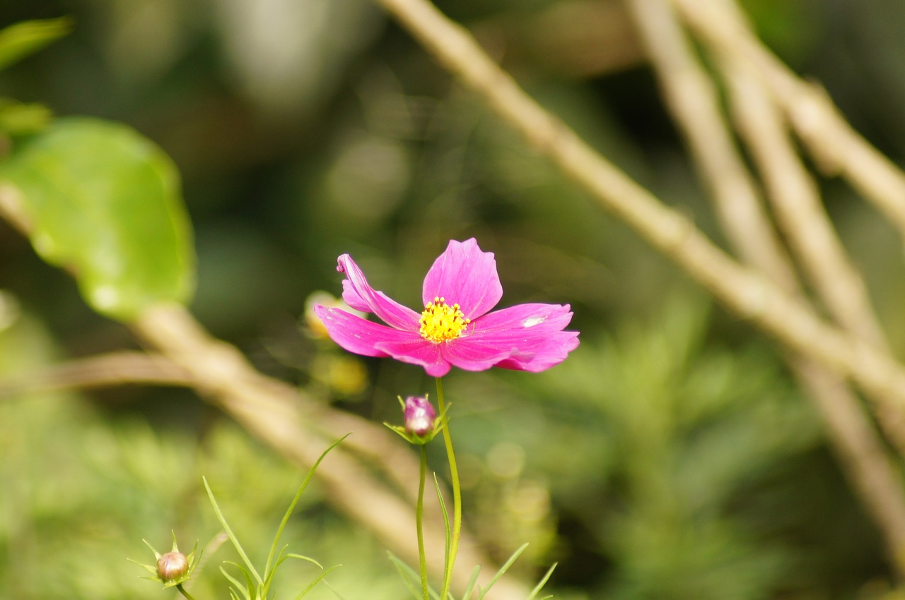 Image - nature fauna flora insects armenia