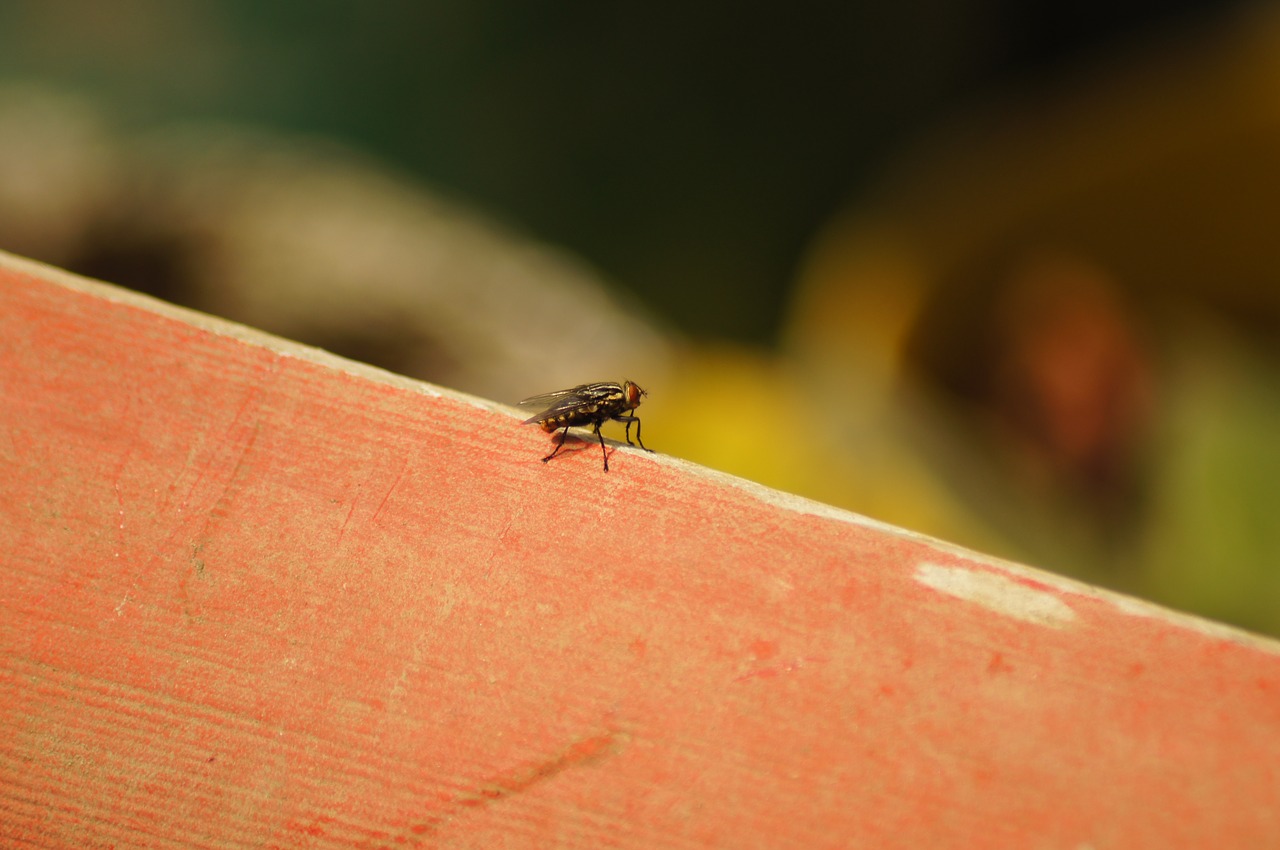 Image - nature fauna flora insects armenia