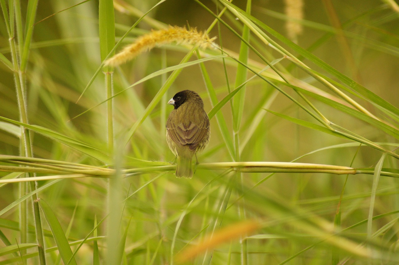 Image - nature fauna flora insects armenia