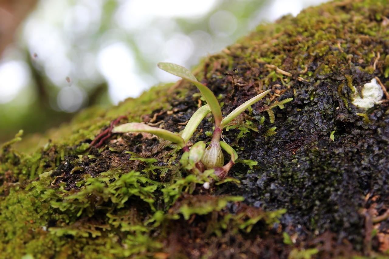 Image - nature moss green forest natural