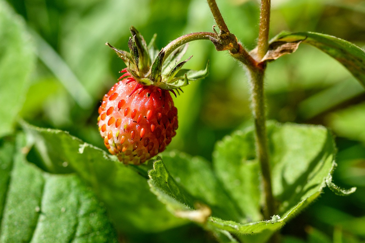 Image - wood strawberry berry strawberry