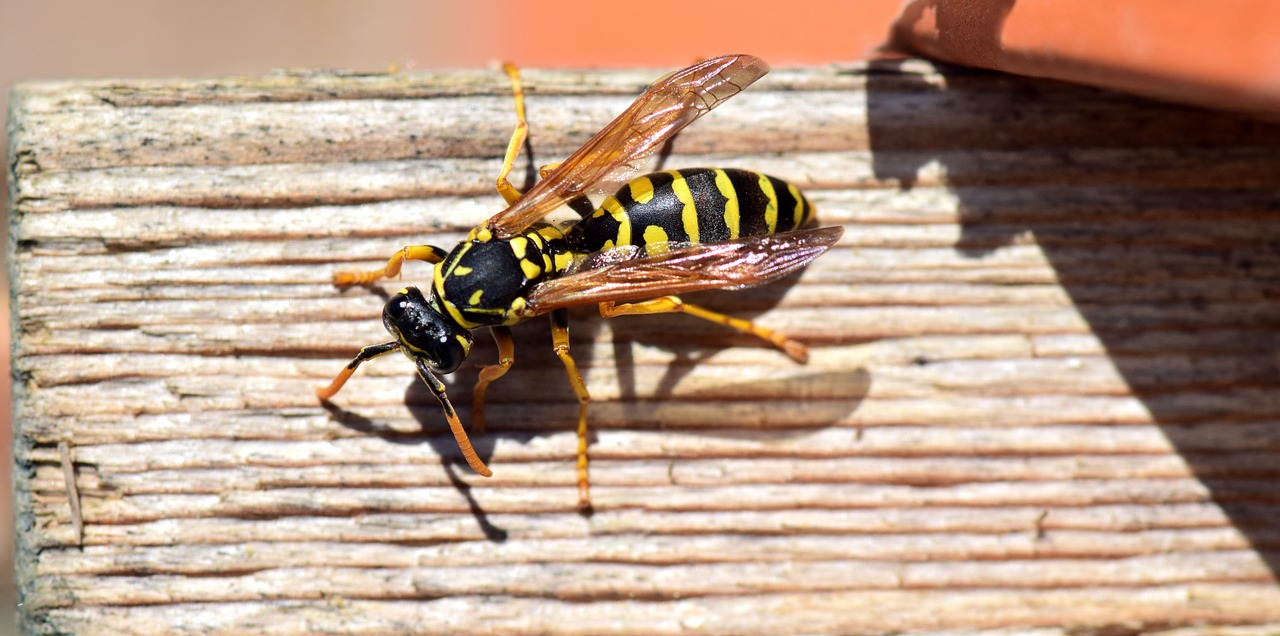 Image - wasp insect close nature animal