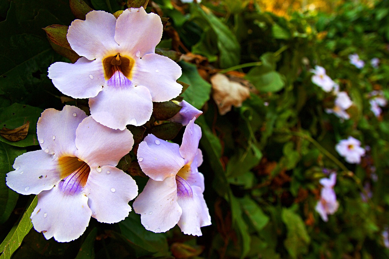 Image - chiang rai thailand flower close