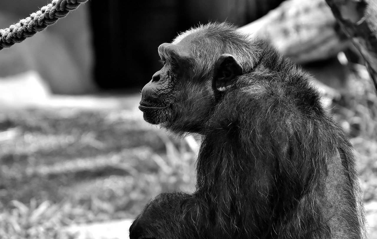 Image - chimpanzee monkey animal world