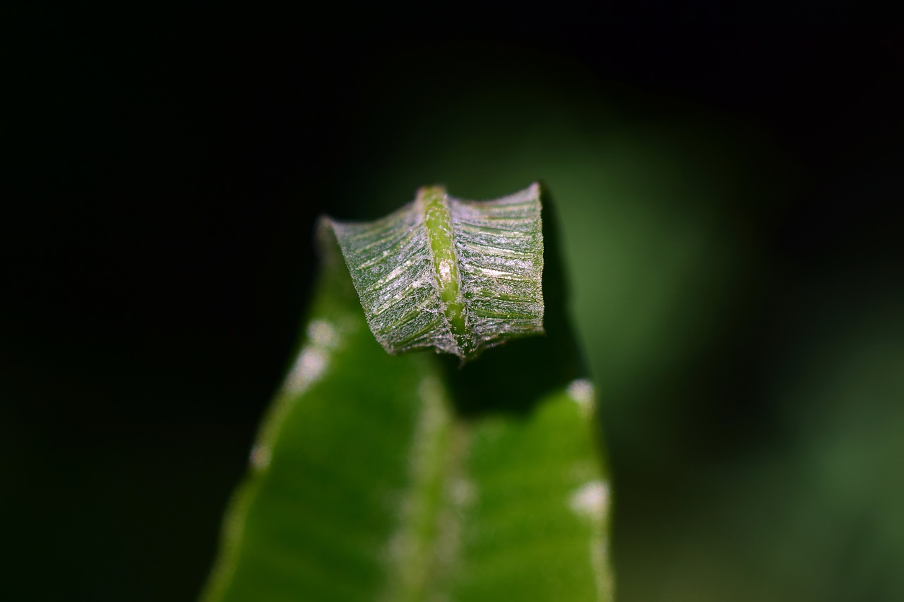 Image - fern green plant nature leaves