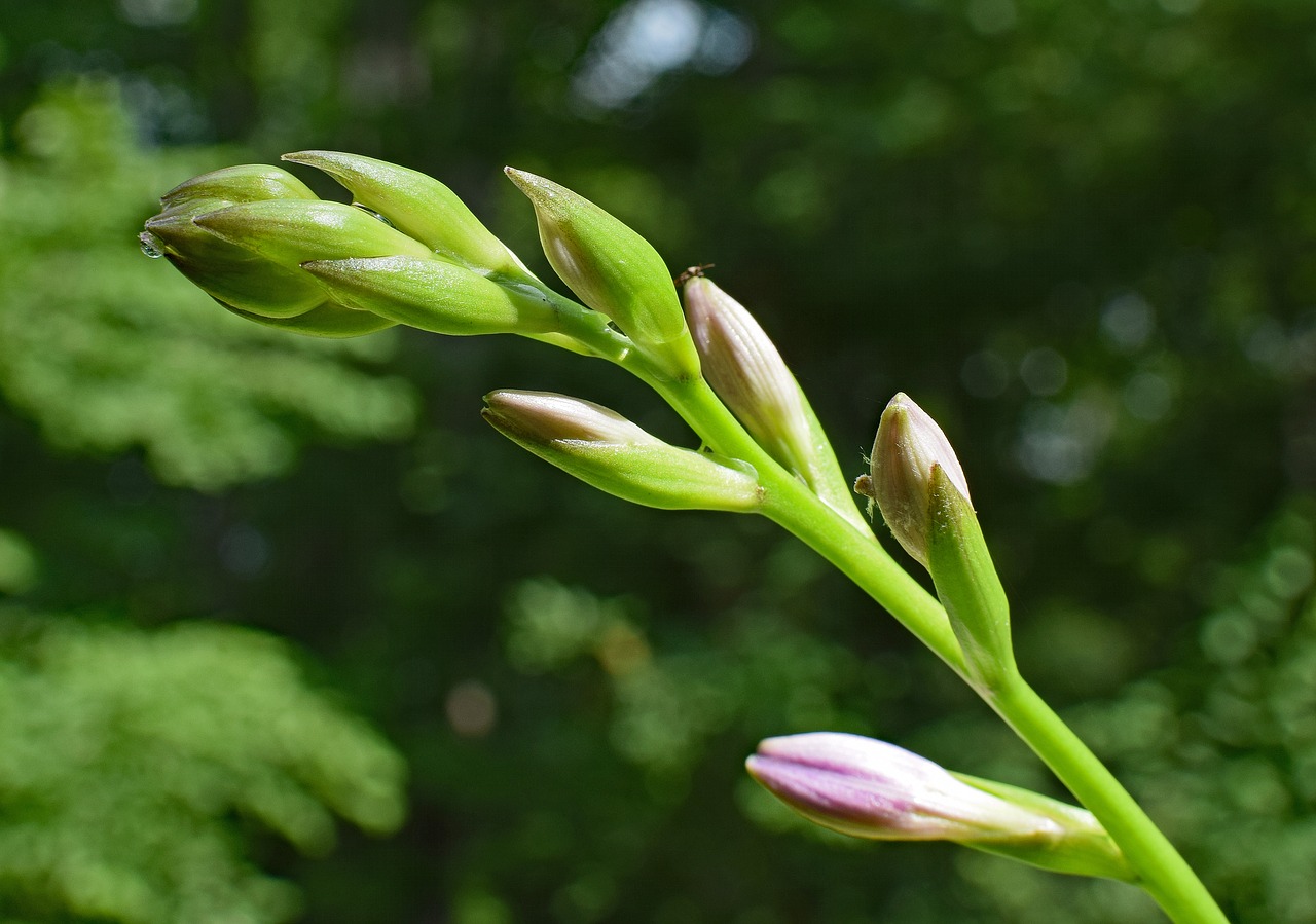 Image - plantain lily buds lily hosta bud