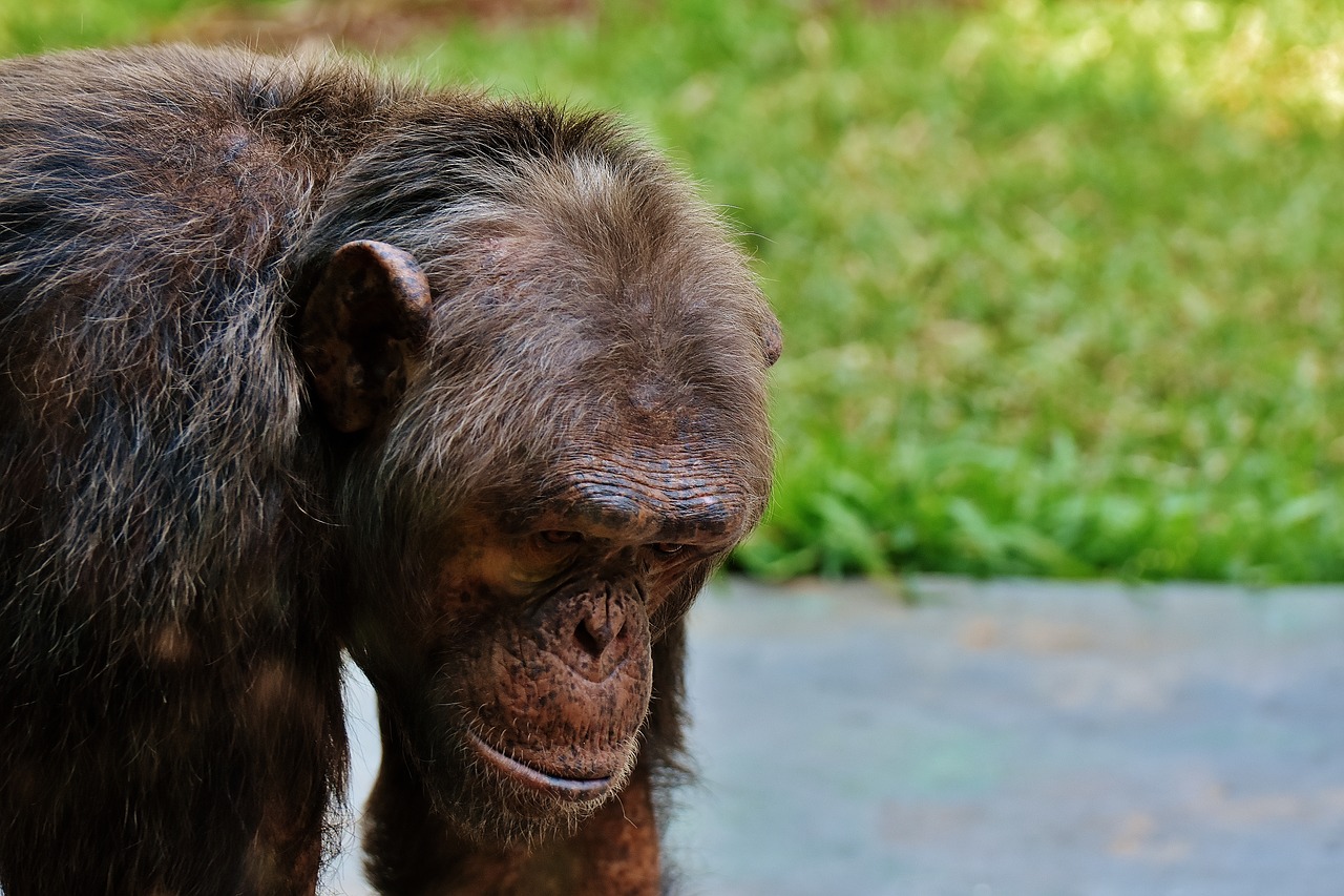 Image - chimpanzee monkey animal world