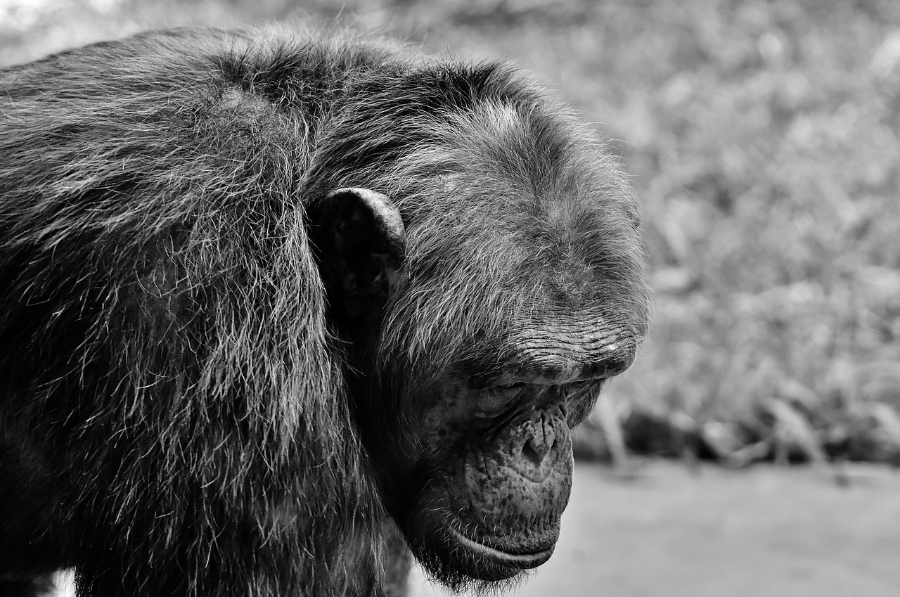 Image - chimpanzee monkey animal world