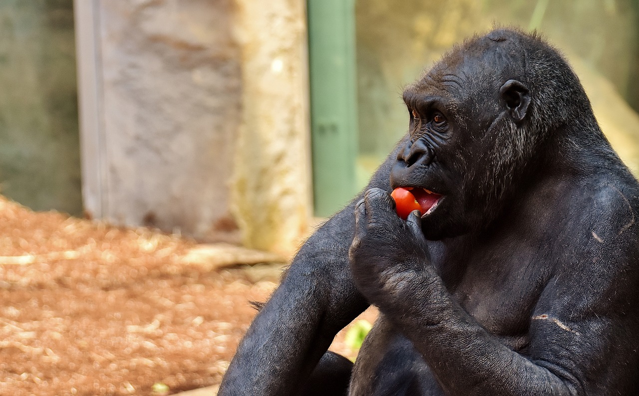 Image - gorilla feeding hungry zoo