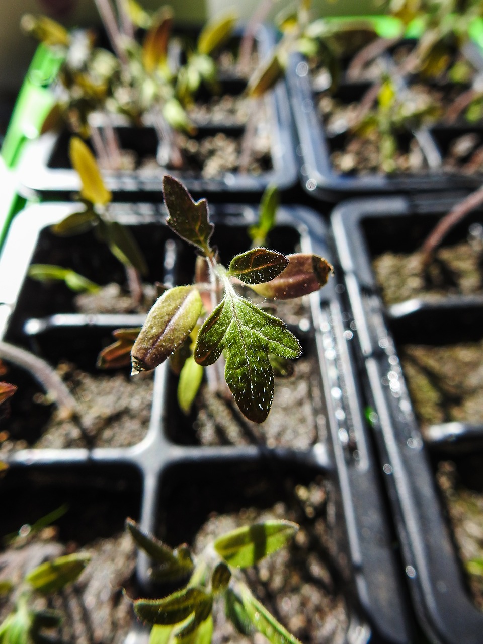 Image - seedlings plant green gardening