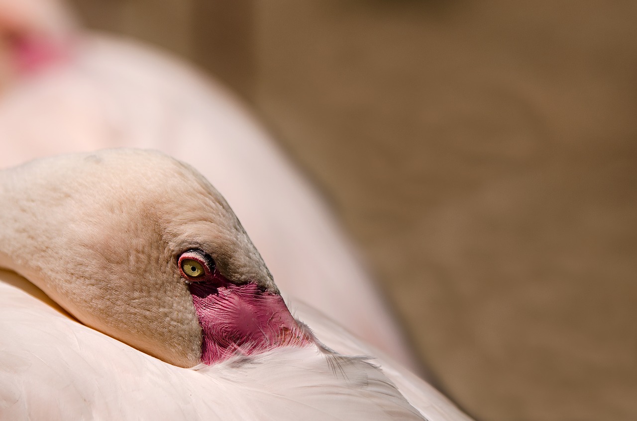 Image - flamingo bird water bird