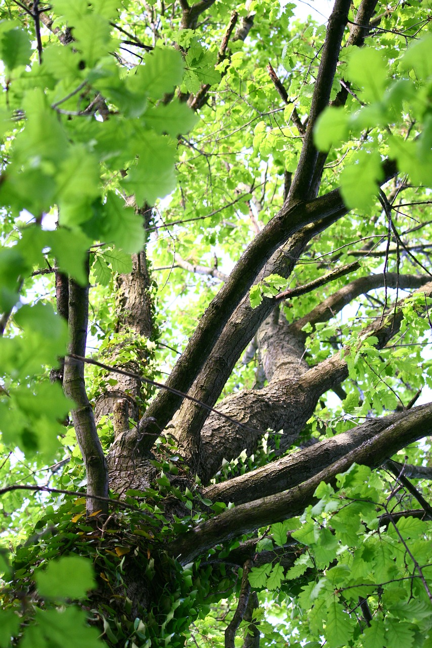 Image - tree top leaves forest