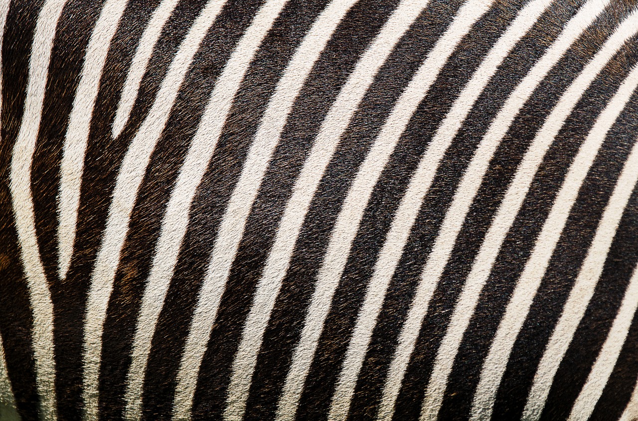 Image - zebra zebra pattern zebra fur