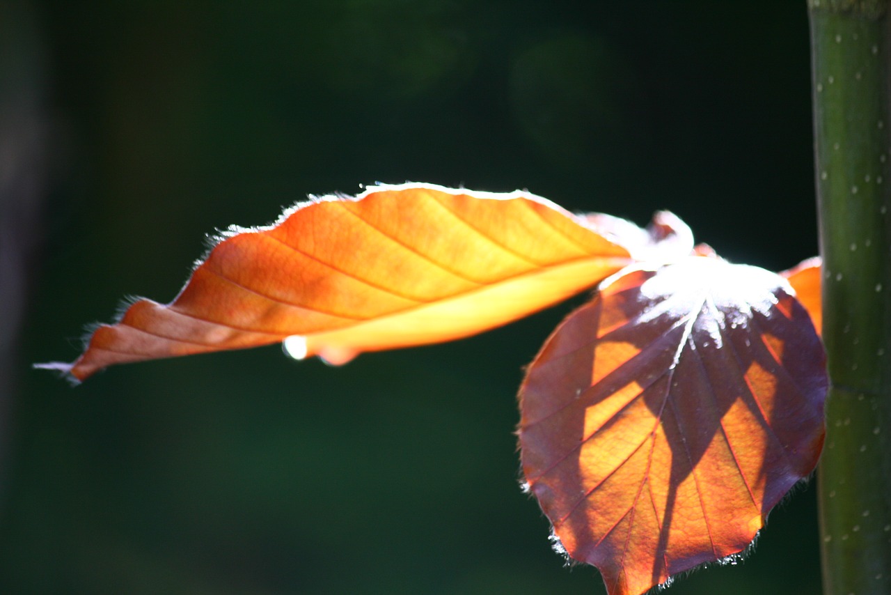 Image - copper beech leaves tree leaf