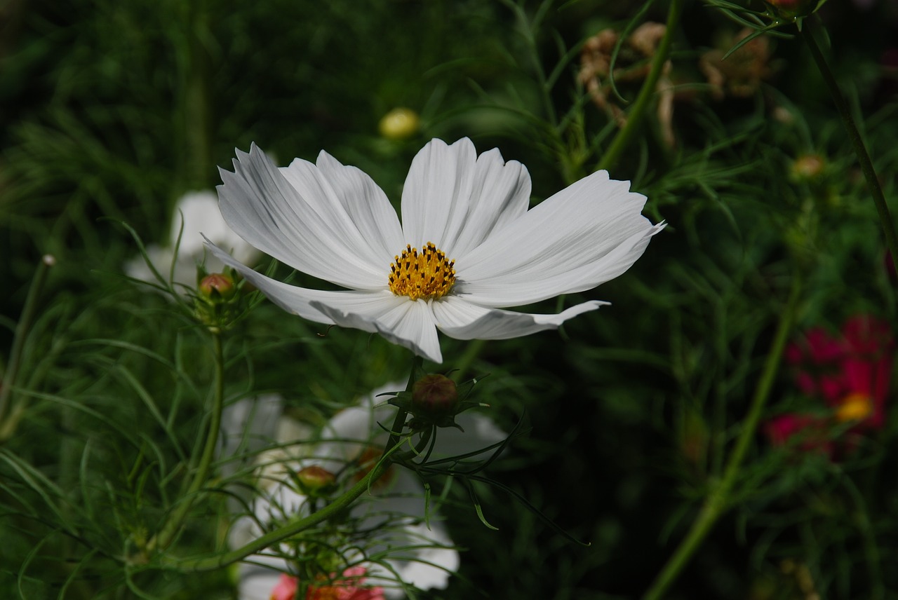Image - flower white cosmos garden summer